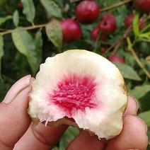 珍珠枣油桃