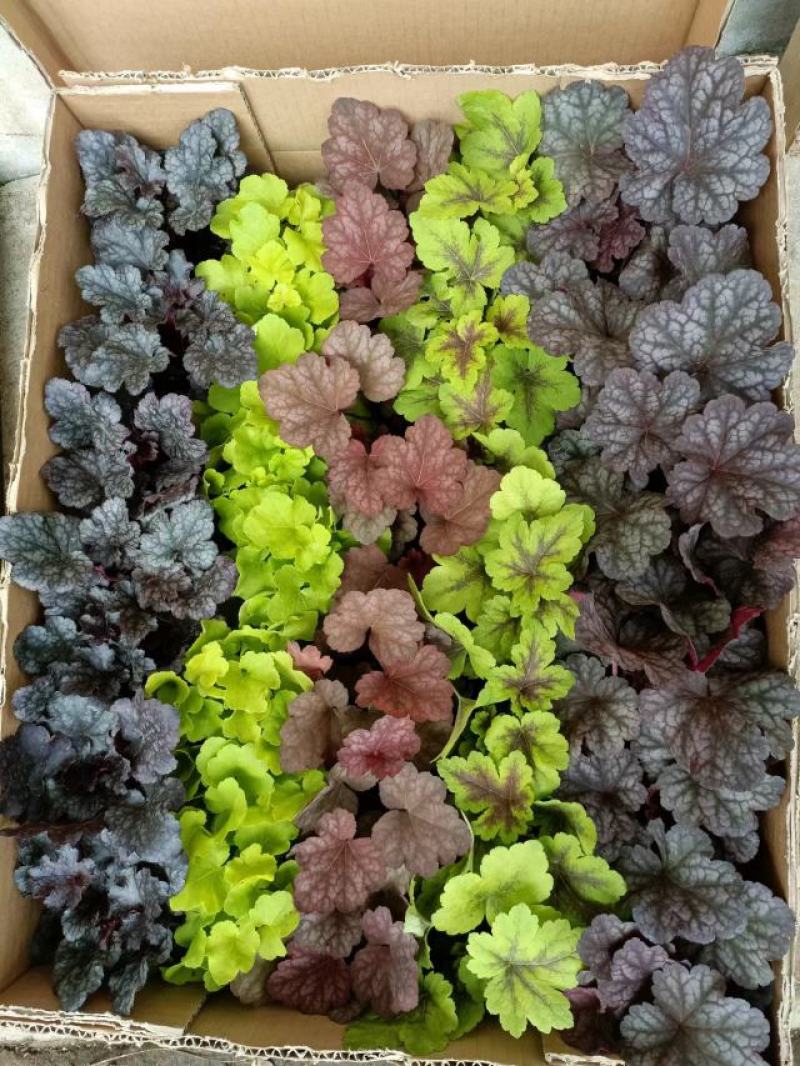 矾根大量出货中，品种多，颜色全，颗型好