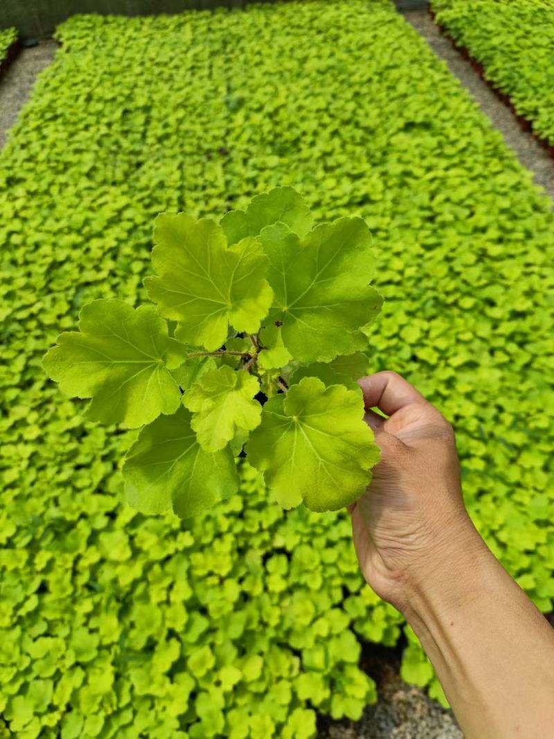 矾根大量出货中，品种多，颜色全，颗型好