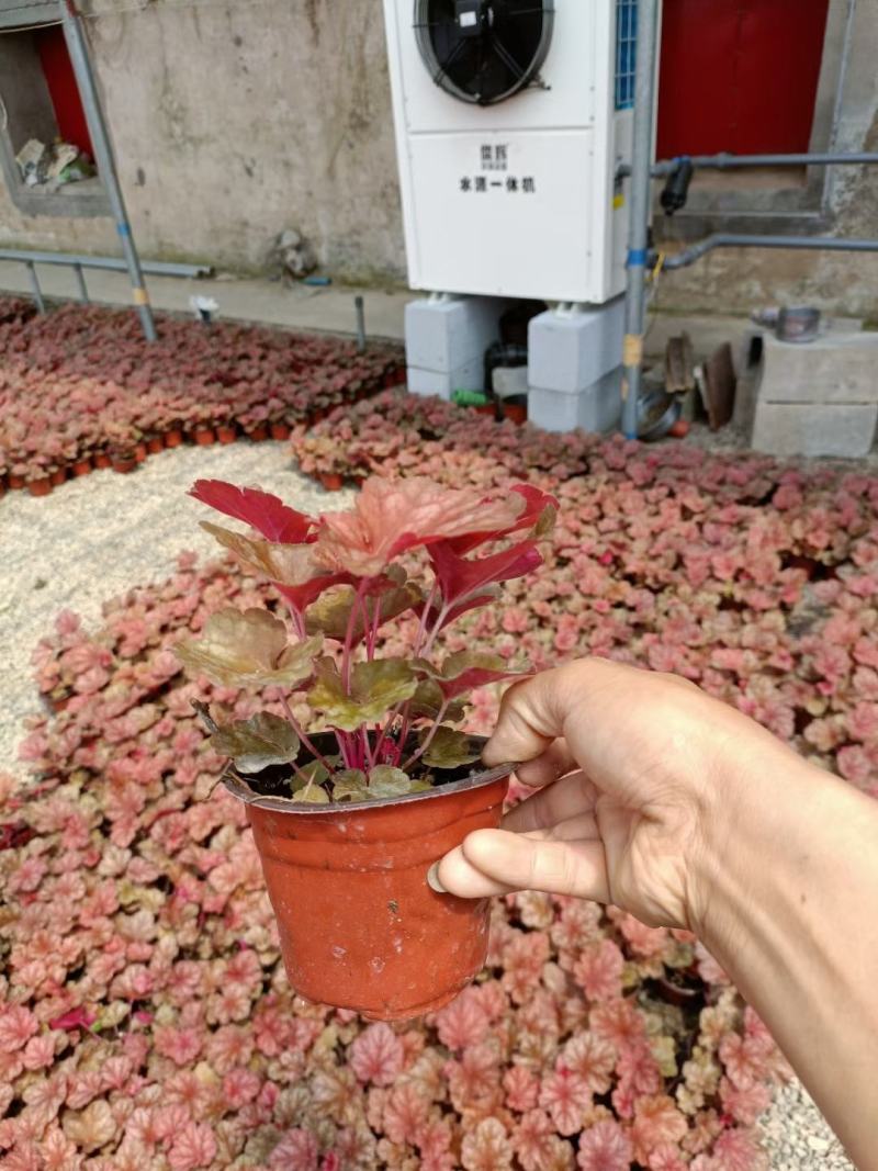 矾根大量出货中，品种多，颜色全，颗型好