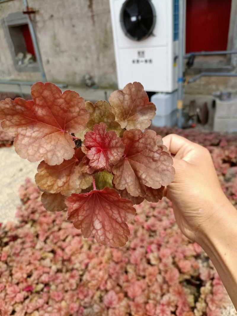 矾根大量出货中，品种多，颜色全，颗型好