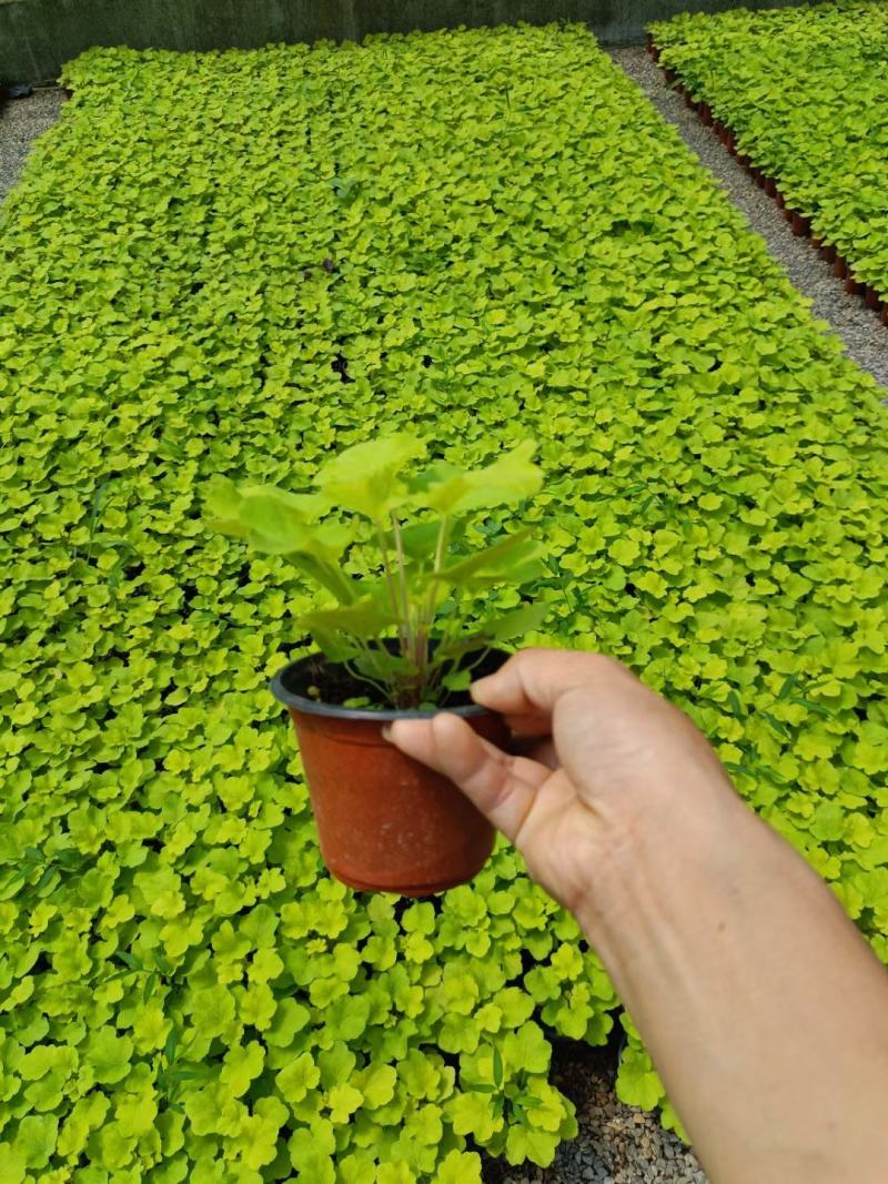 矾根大量出货中，品种多，颜色全，颗型好