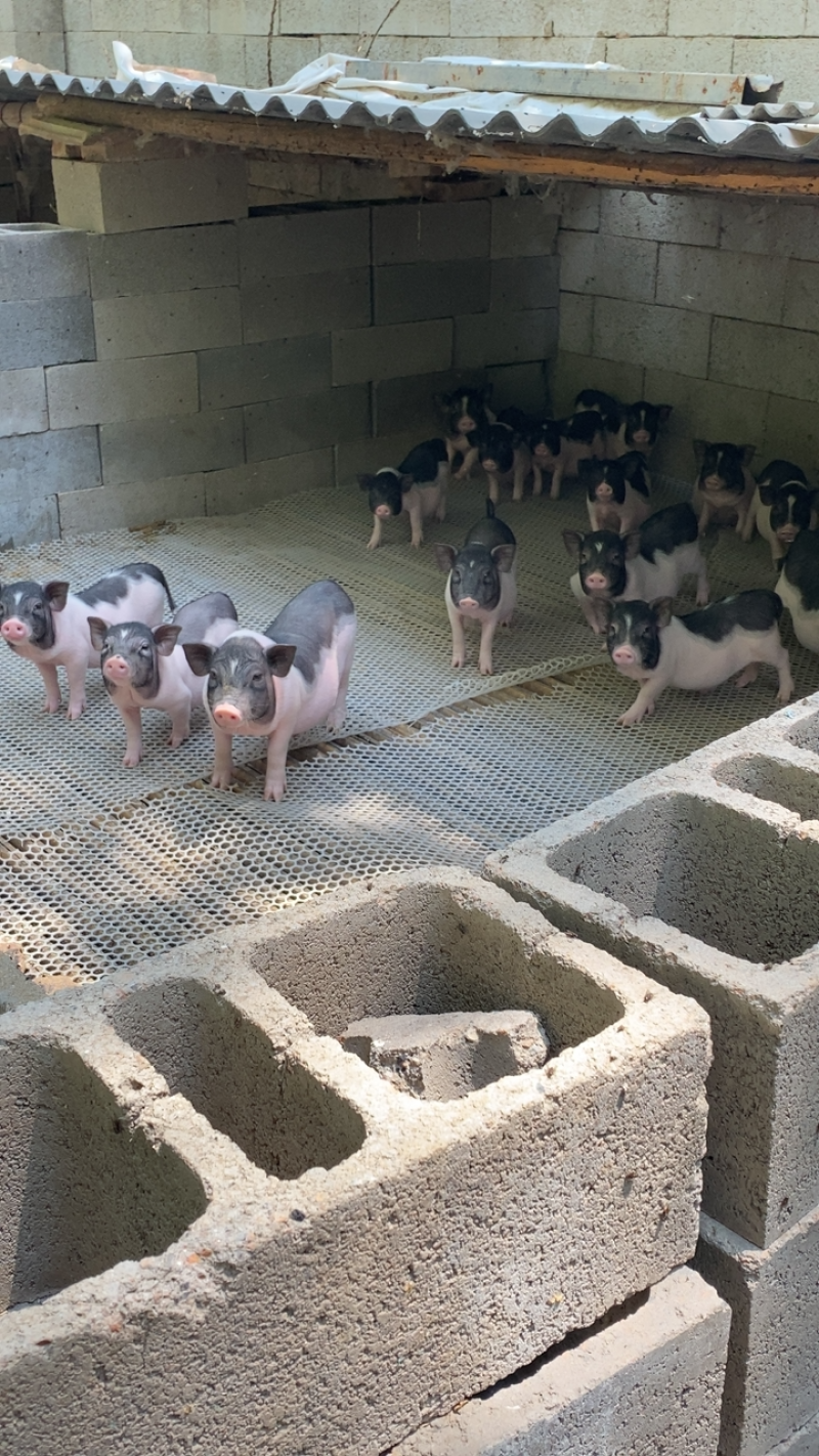 陆川猪巴马香猪仔二三十斤好养耐粗饲可发全国