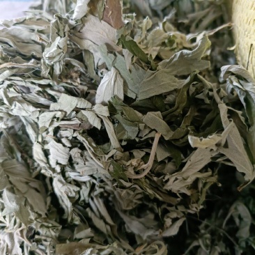 大叶艾纯白叶