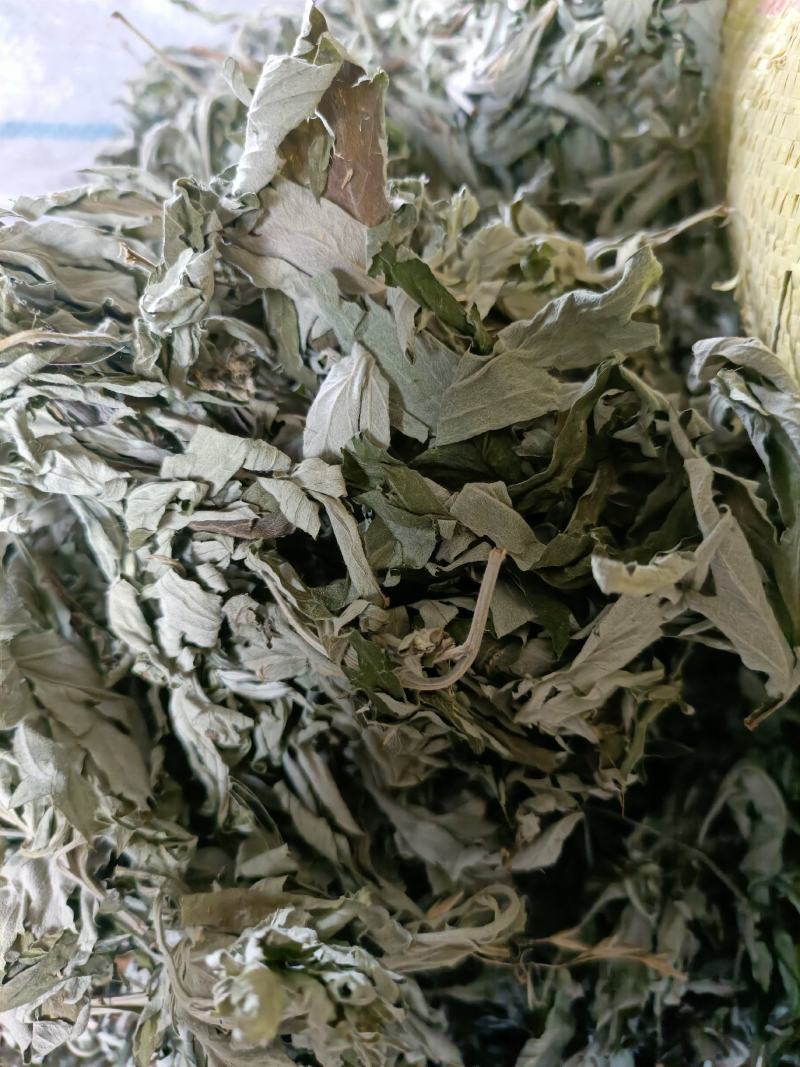 大叶艾纯白叶