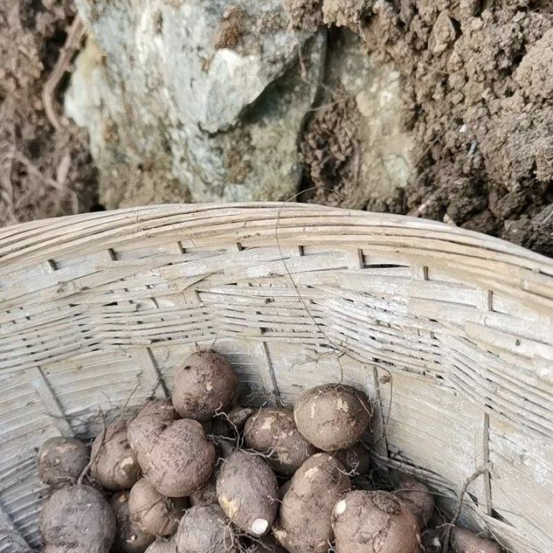 核桃以上接订单后，笫二天开挖，第三天发货保证三叶青果新鲜