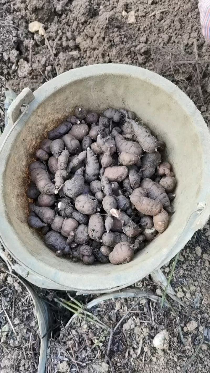 核桃以上接订单后，笫二天开挖，第三天发货保证三叶青果新鲜