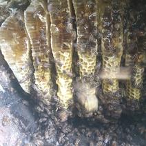 云南高原百花蜜土蜂蜜质量保证货源充足量大价优欢迎选购