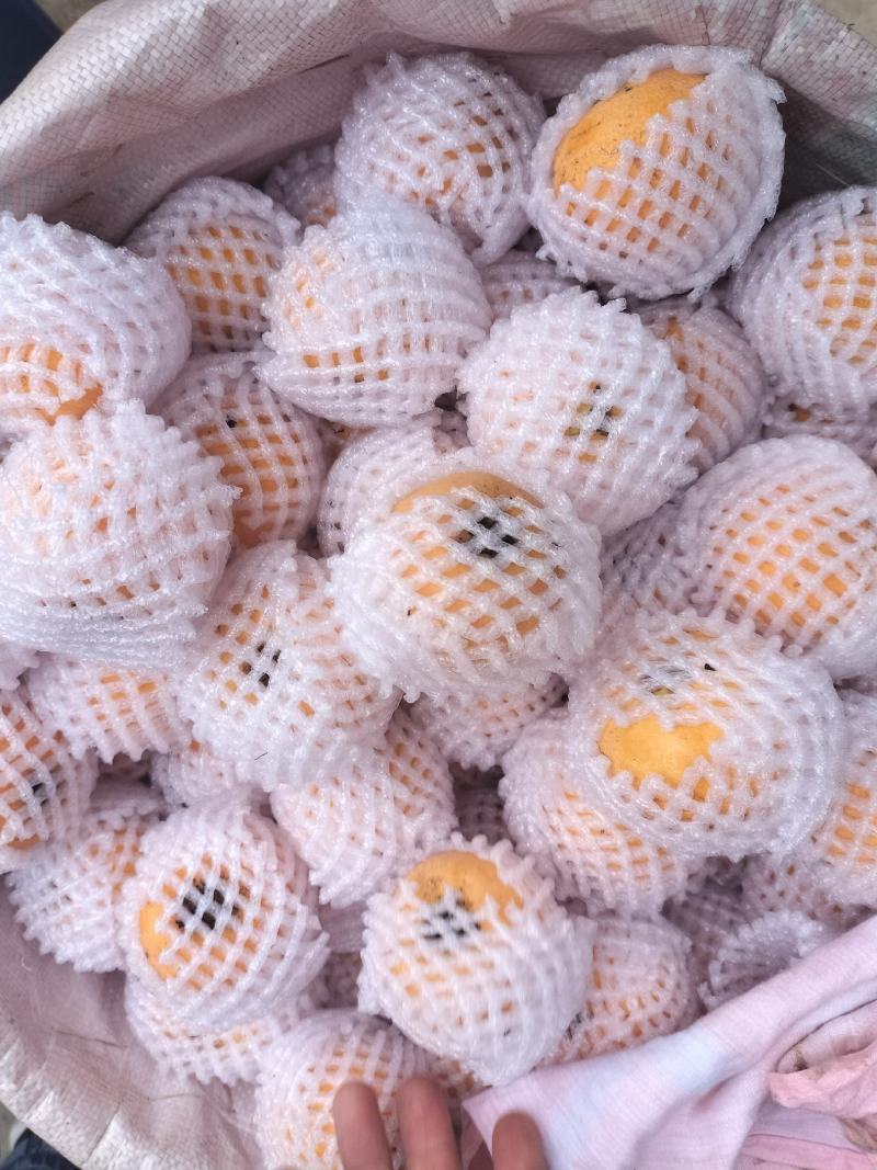 五星大枇杷