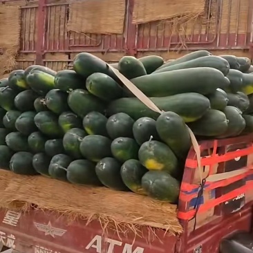 黑皮冬瓜
