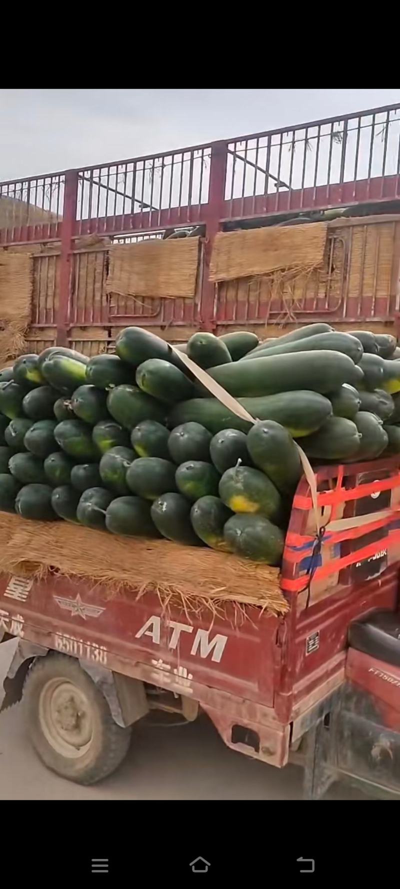 黑皮冬瓜