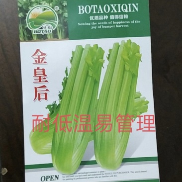 西芹菜种子耐低温产量高实心颜色淡黄囗感好经济效益高