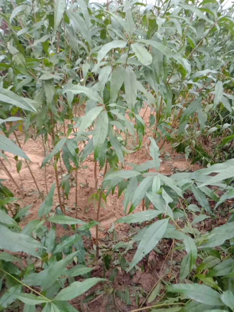 桃树桃树品种桃树砀山县桃树占地桃树