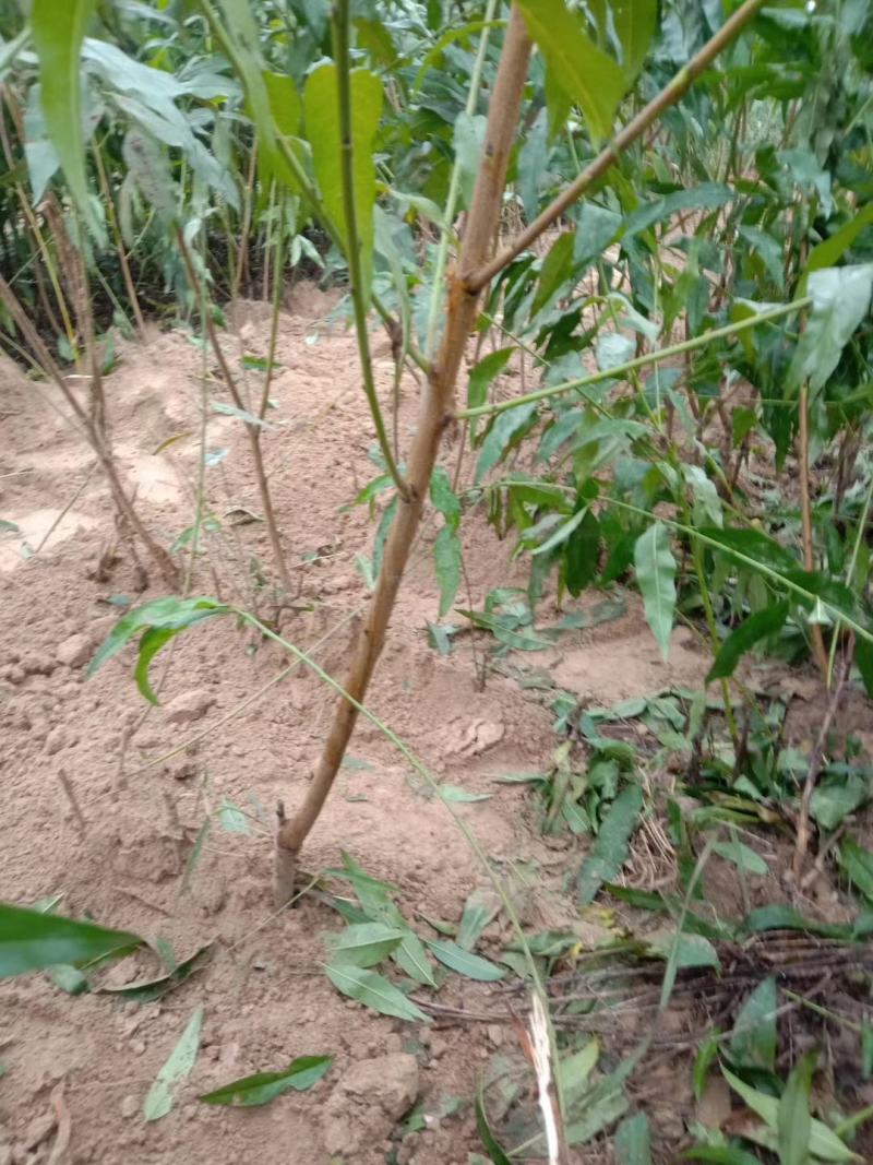 桃树桃树品种桃树砀山县桃树占地桃树