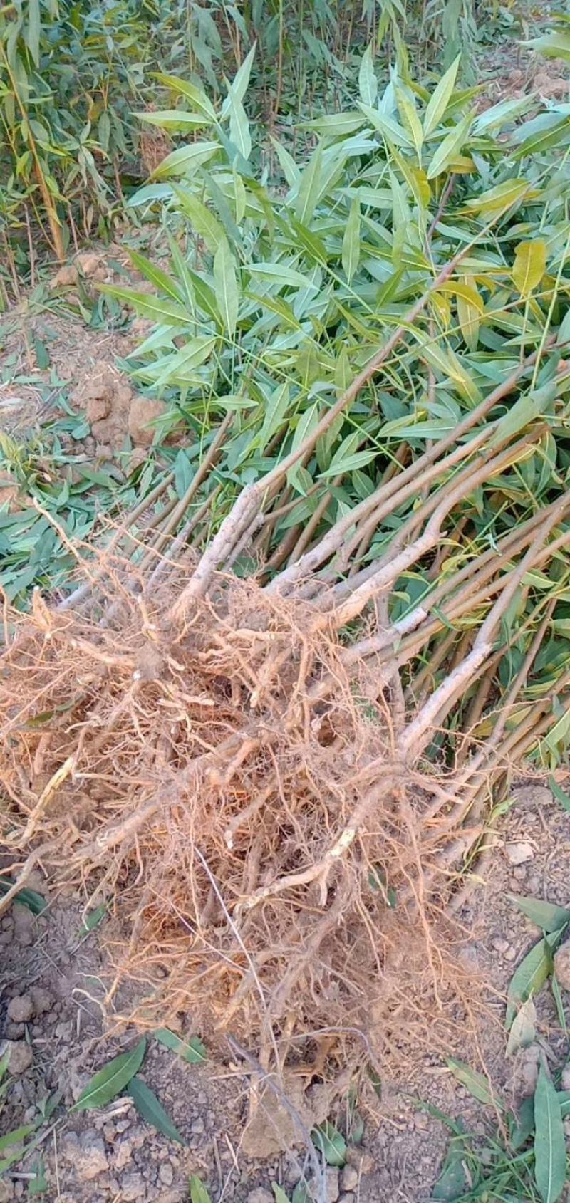 桃树桃树品种桃树砀山县桃树占地桃树