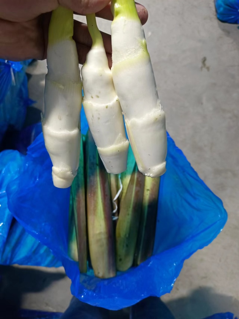 精品茭白