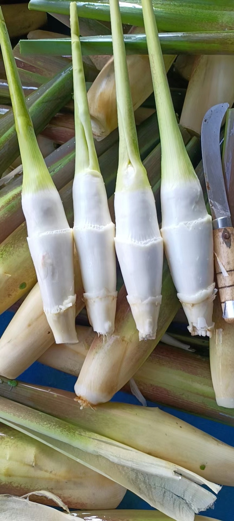精品茭白
