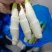 精品茭白