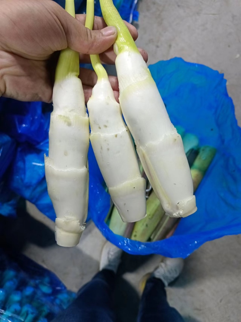 精品茭白
