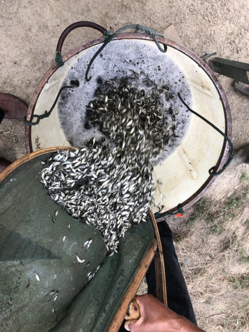 白鲢鱼苗