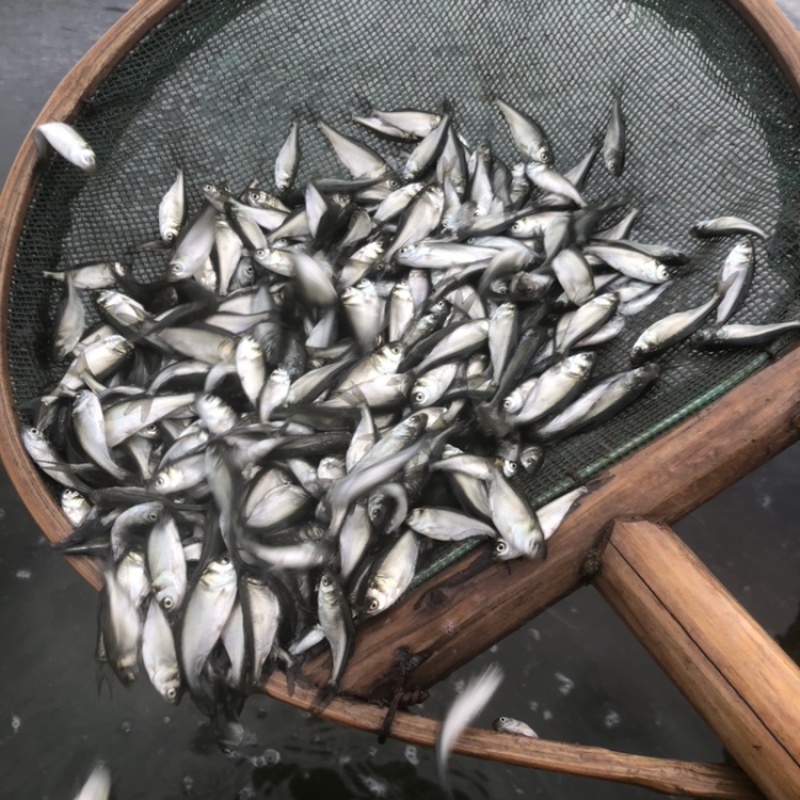 白鲢鱼苗