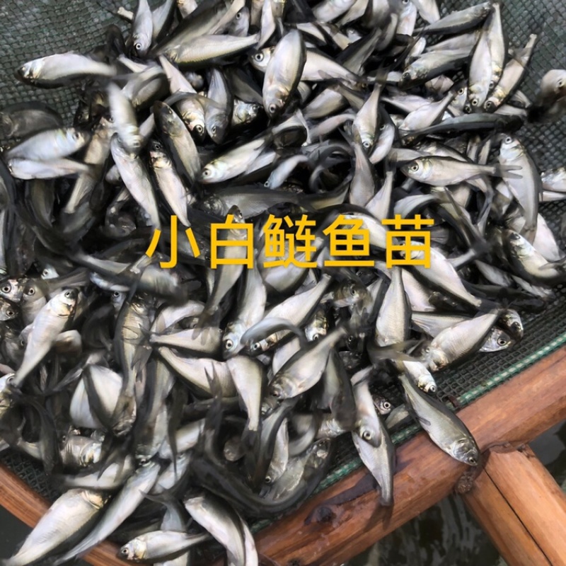 白鲢鱼苗