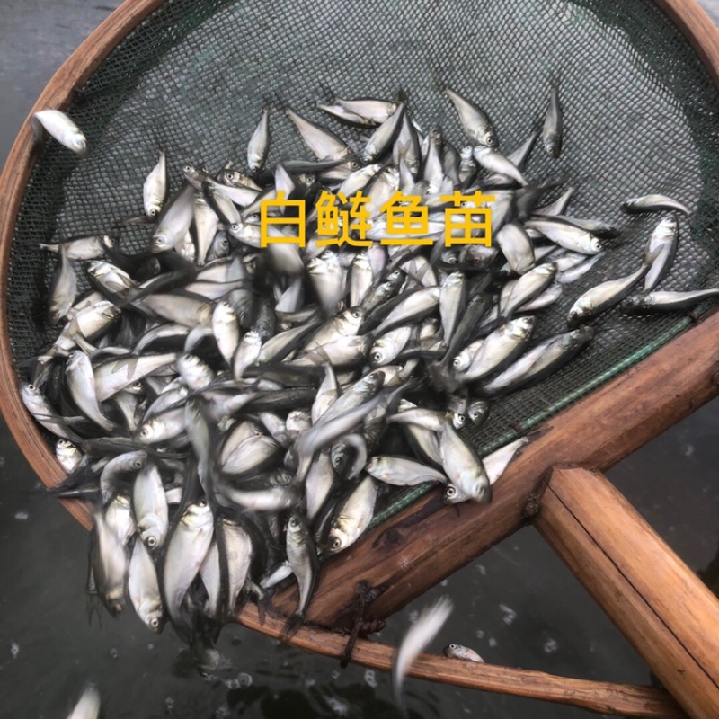 白鲢鱼苗