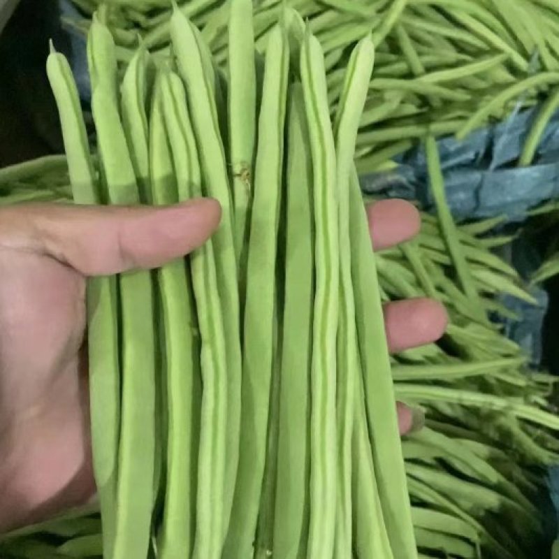 杭州小金豆一级二级