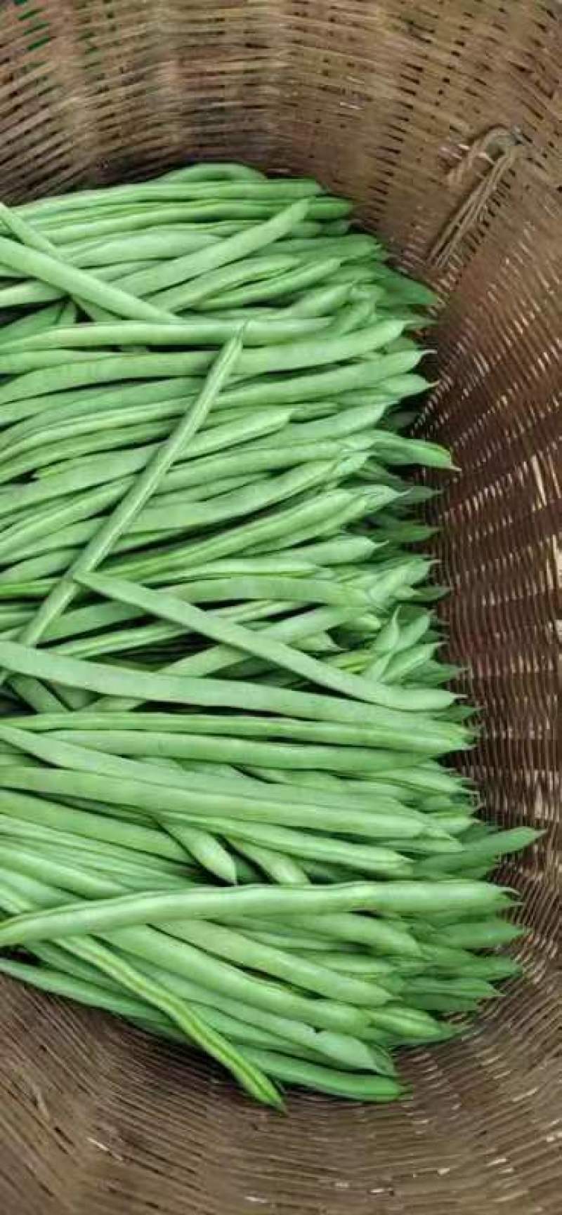 杭州小金豆一级二级