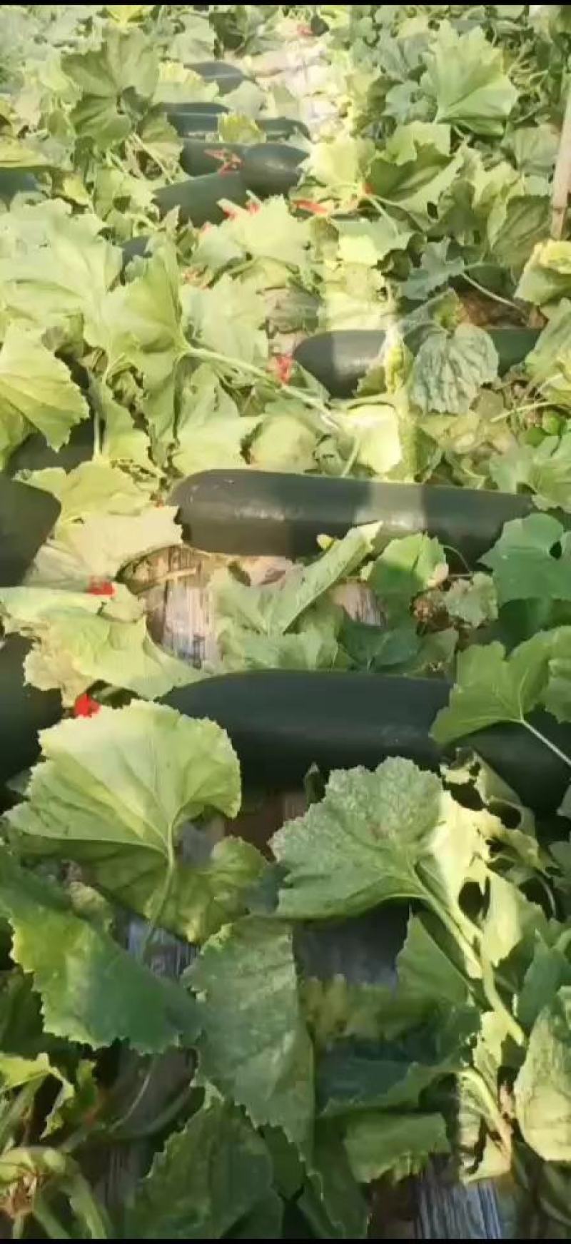 【精品】黑皮吊东瓜，大量供应全国各地客商，有需要的提前下