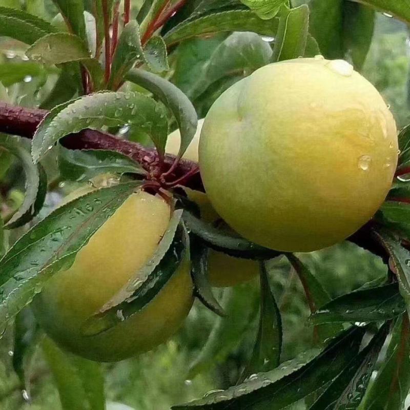 六马蜂糖李
