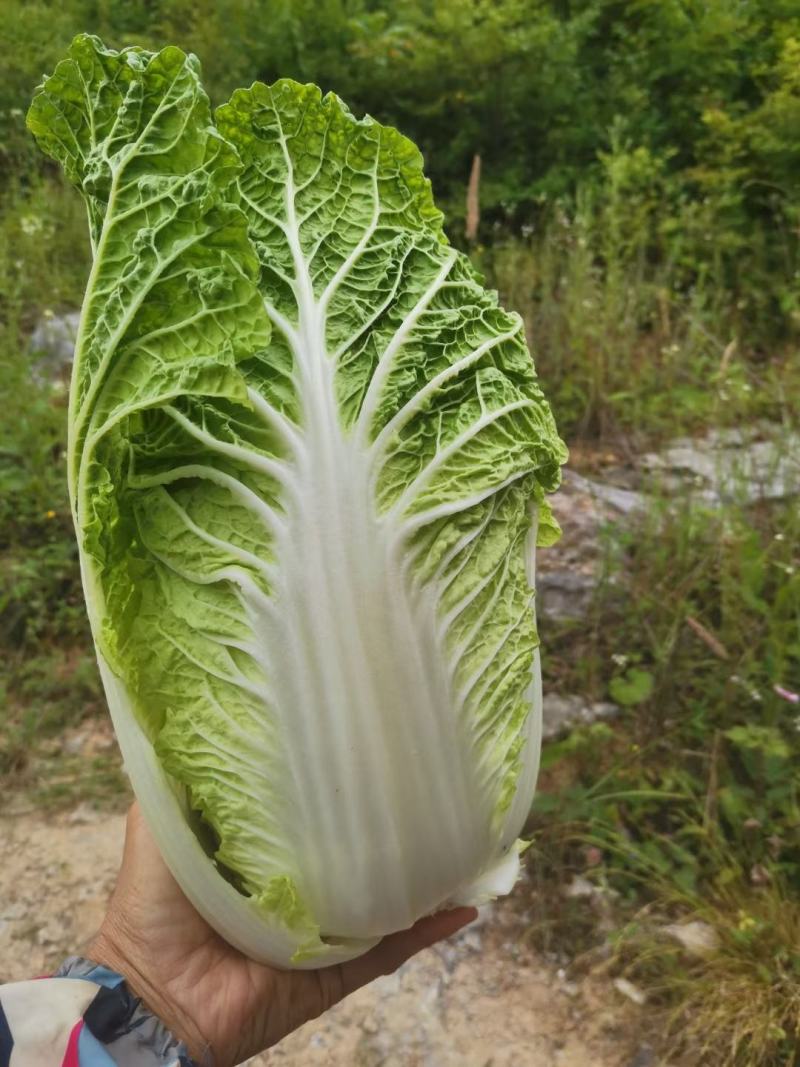 高山无公害黄心大白菜已上市，量大货优，一手货源，产地直发