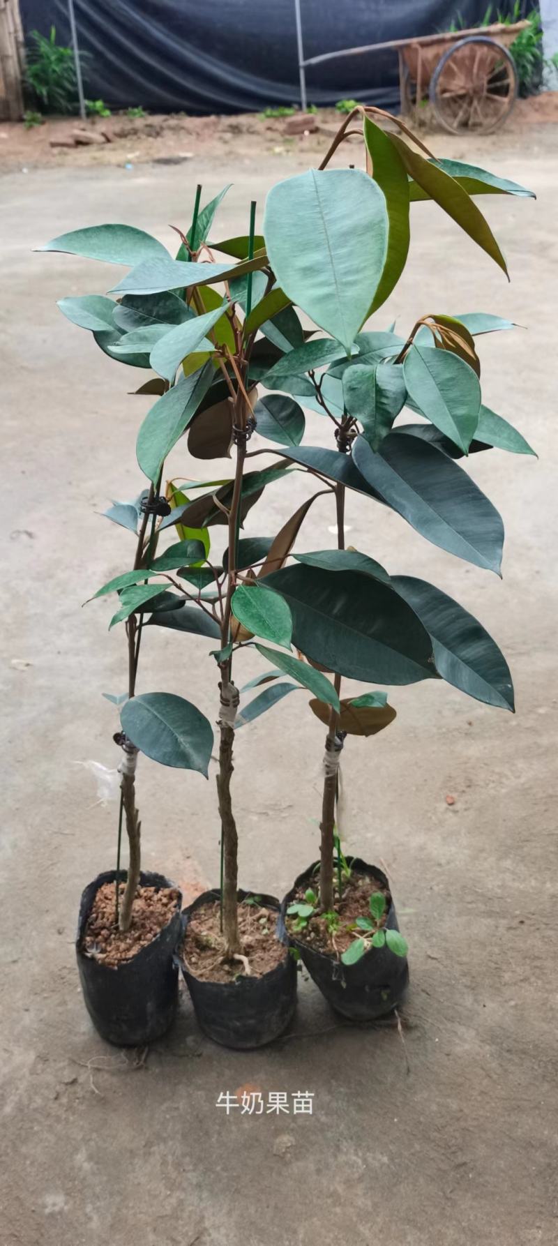 牛奶果嫁接苗
