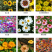 除虫菊种子驱蚊草驱虫菊花种子多年生混色花种子四季易活盆栽