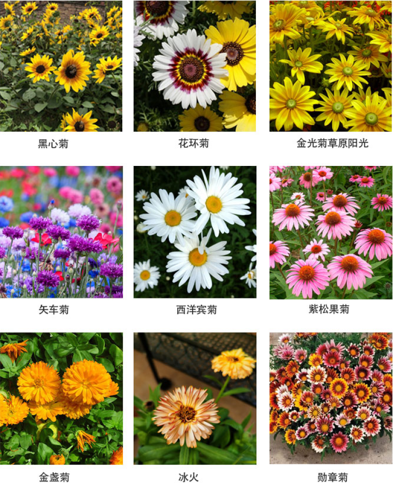 除虫菊种子驱蚊草驱虫菊花种子多年生混色花种子四季易活盆栽