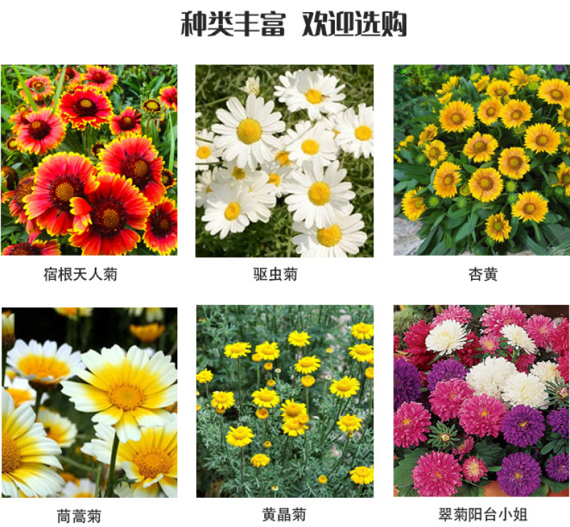 除虫菊种子驱蚊草驱虫菊花种子多年生混色花种子四季易活盆栽