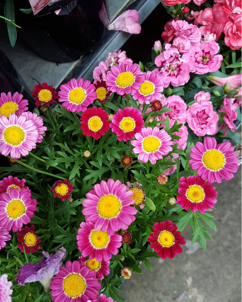 除虫菊种子驱蚊草驱虫菊花种子多年生混色花种子四季易活盆栽