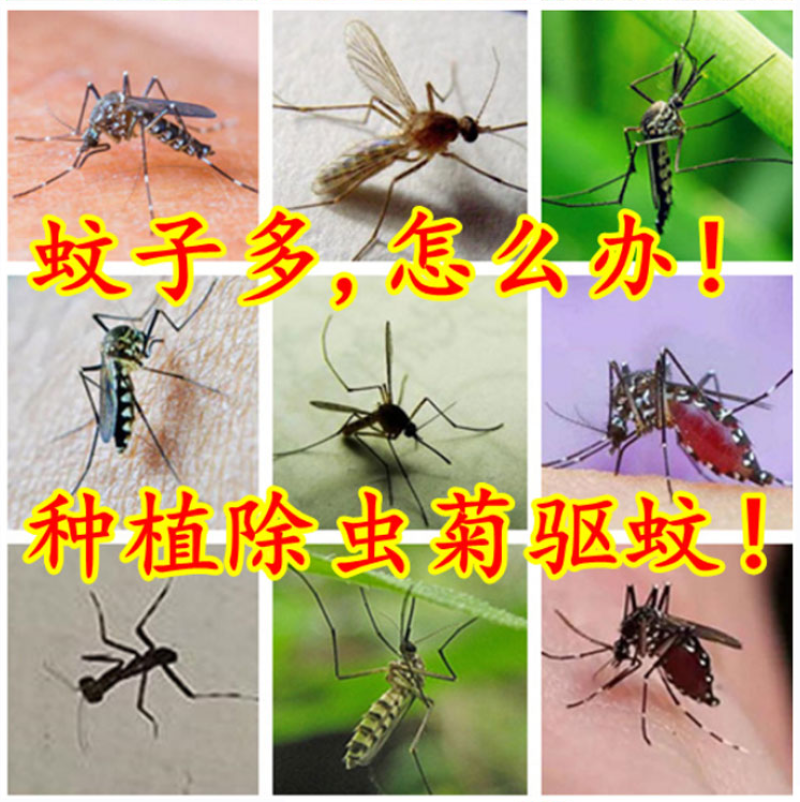 除虫菊种子驱蚊草驱虫菊花种子多年生混色花种子四季易活盆栽