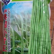 泰国小叶w豇豆种子，2500克，亩产8000斤