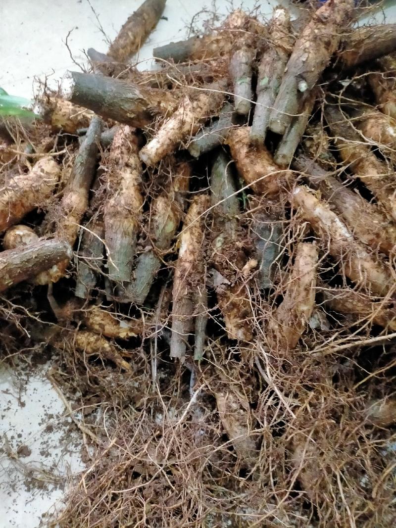 发财树裸根不带土10厘米～20厘米高直径3～4厘米