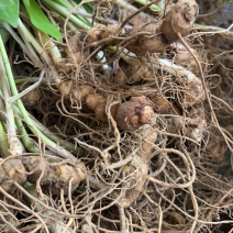 多花倒杆姜型黄精种苗