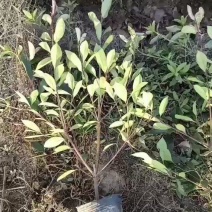 【精品】红叶石楠大杯苗大量出售，保质保量