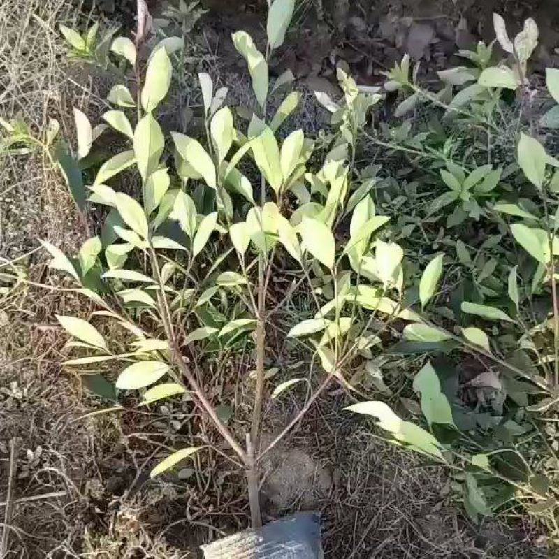 【精品】红叶石楠大杯苗大量出售，保质保量