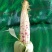 花糯米