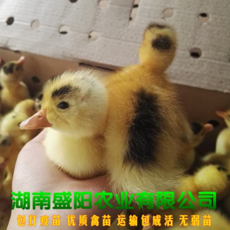 江南蛋鸭苗青壳蛋鸭苗鸭苗土鸭苗水鸭苗绿壳蛋鸭苗