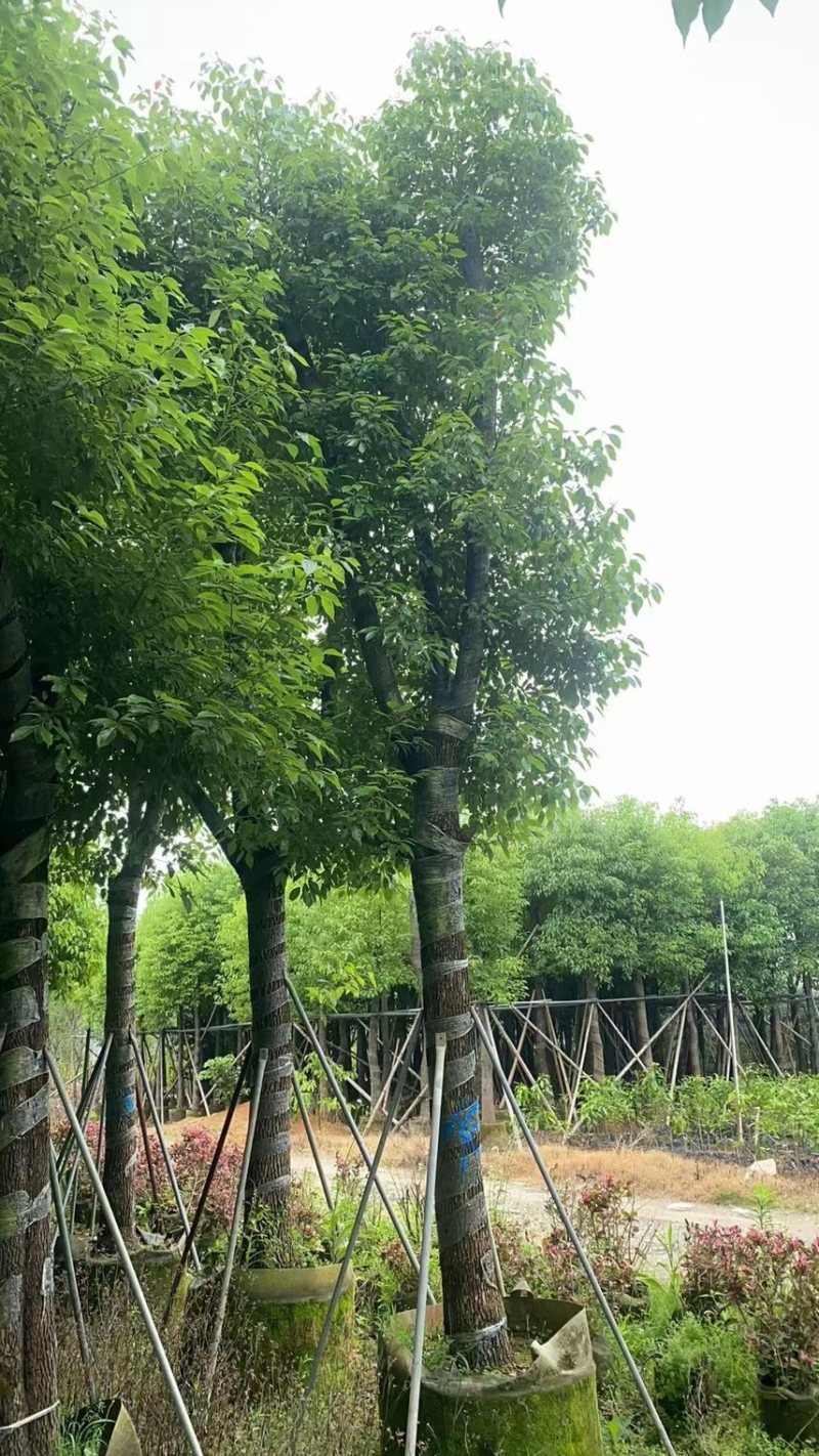 香樟6到30公分都有量