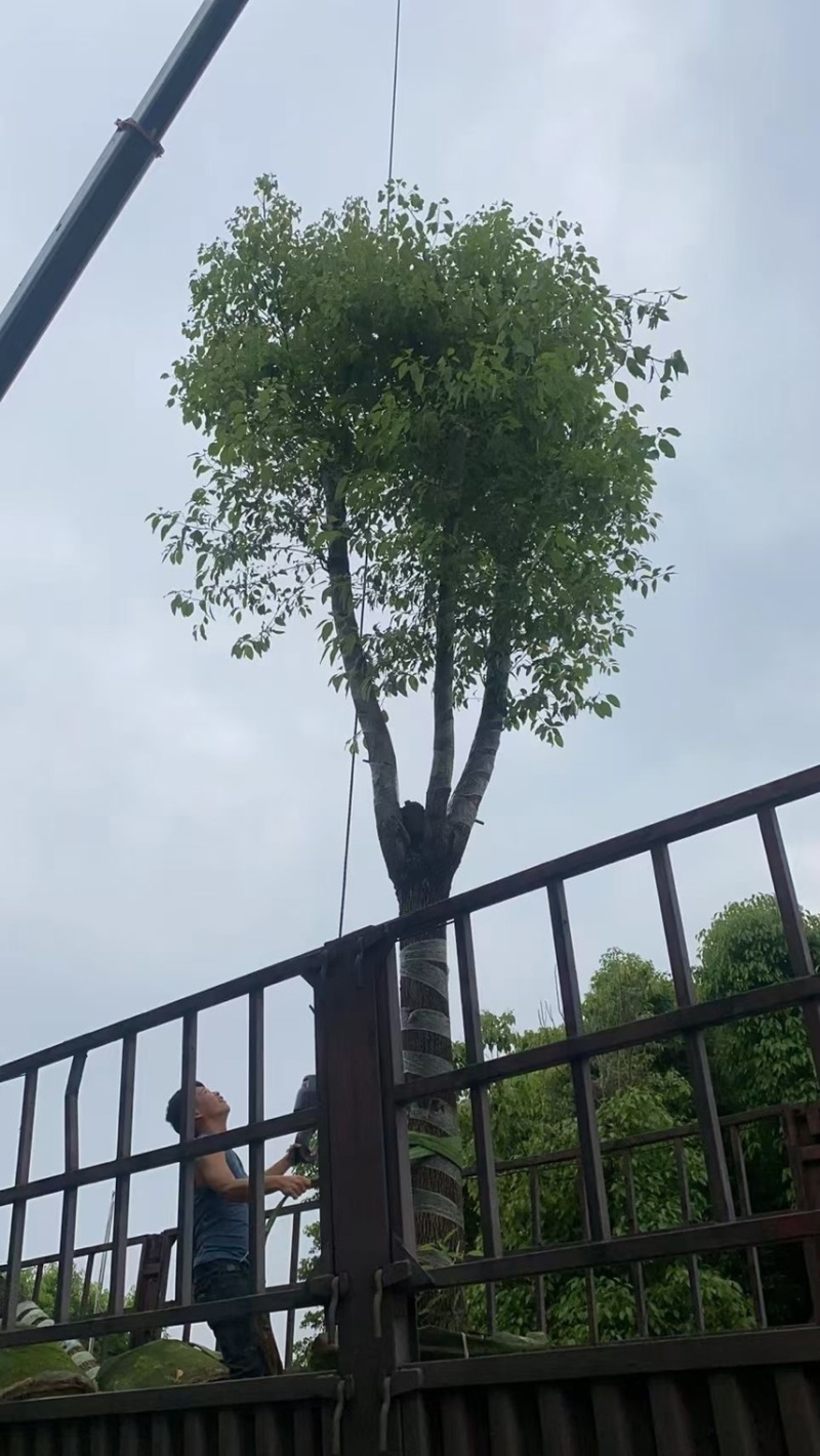 香樟6到30公分都有量