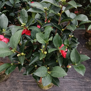 优质四季红山茶四季重瓣茶花，基地直发，品质优良。