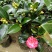 优质四季红山茶四季重瓣茶花，基地直发，品质优良。