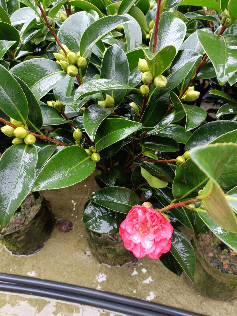 优质四季红山茶四季重瓣茶花，基地直发，品质优良。